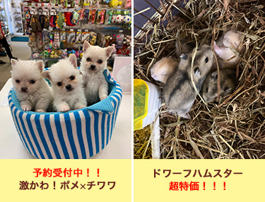 2月のお買い得商品