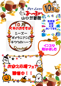 チラシ