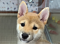 ペット画像