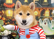 ペット画像