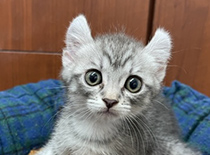 ペット画像