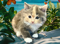 ペット画像
