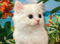 ペット画像