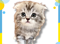 ペット画像